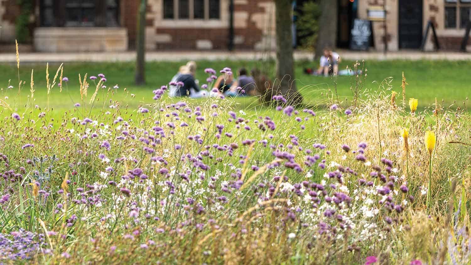 Purple wild flowers in the foreground in a park