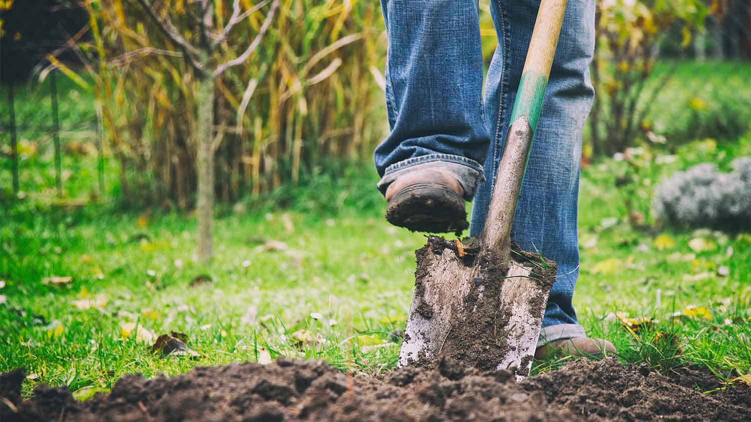 Man about to dig a hole, spade is in the dirt ready to lift