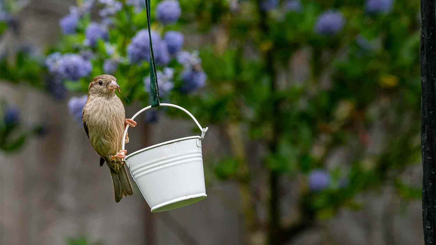 A bird taking an insect out of a small hanging bucket