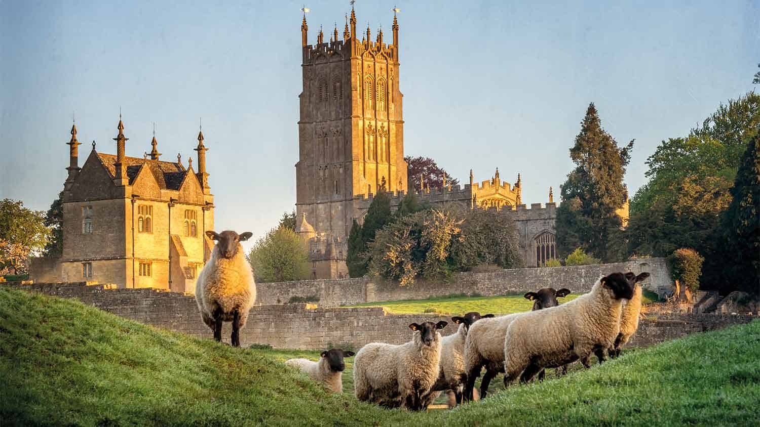 Church with sheep roaming in a field in the foreground