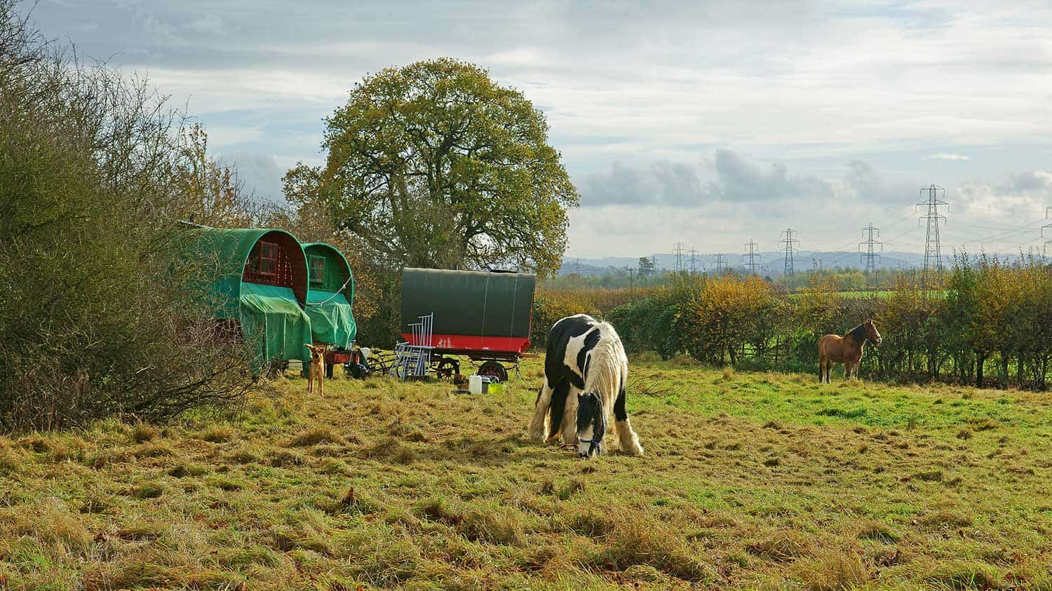 Horses in a field