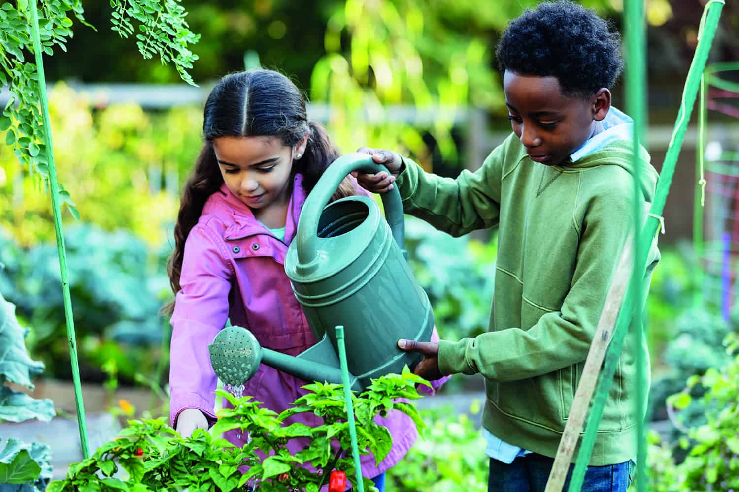 Two young children helping out in an allotment watering plants.