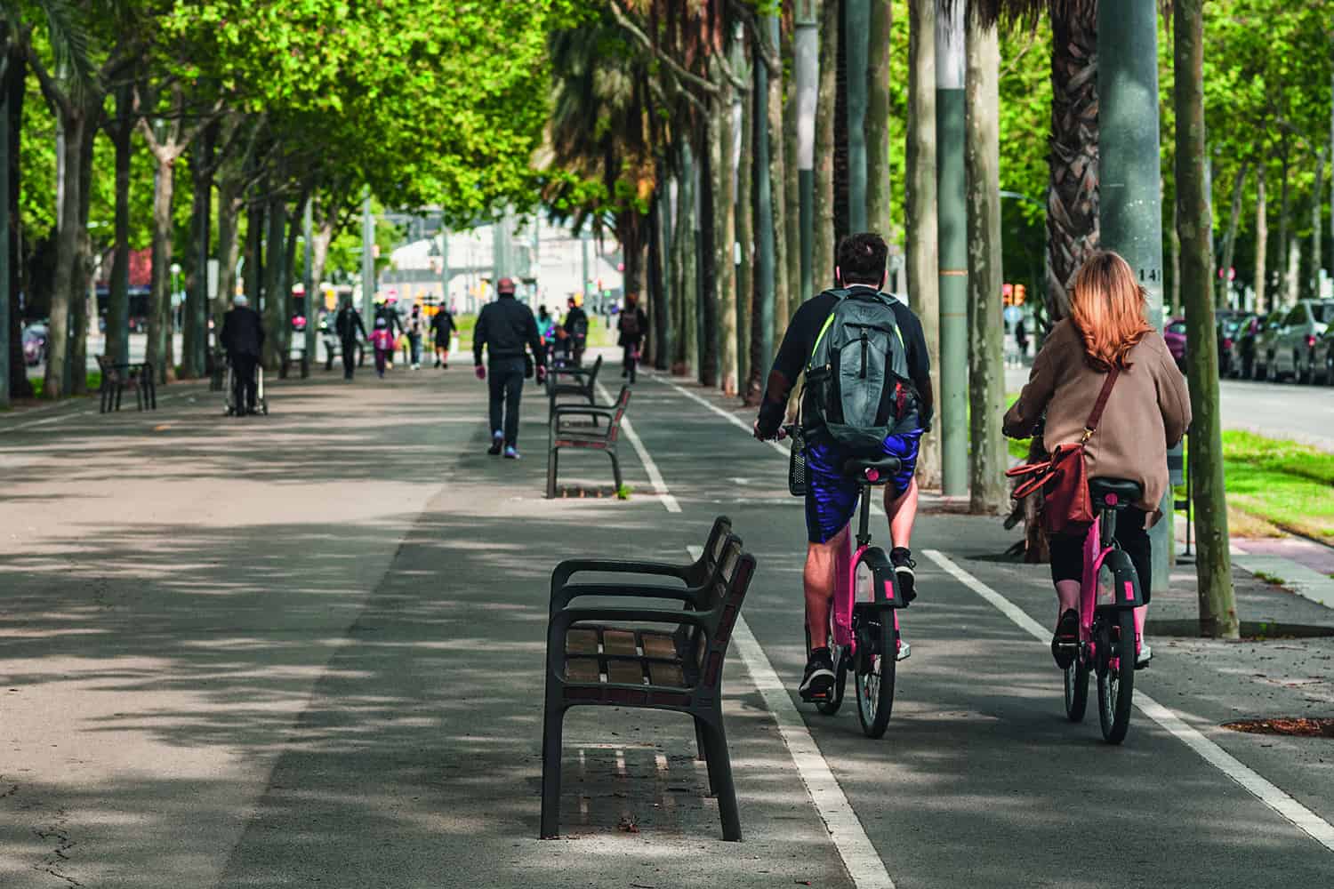 Cyclists on cycle lane alongside wide tree-lined pedestrian path.