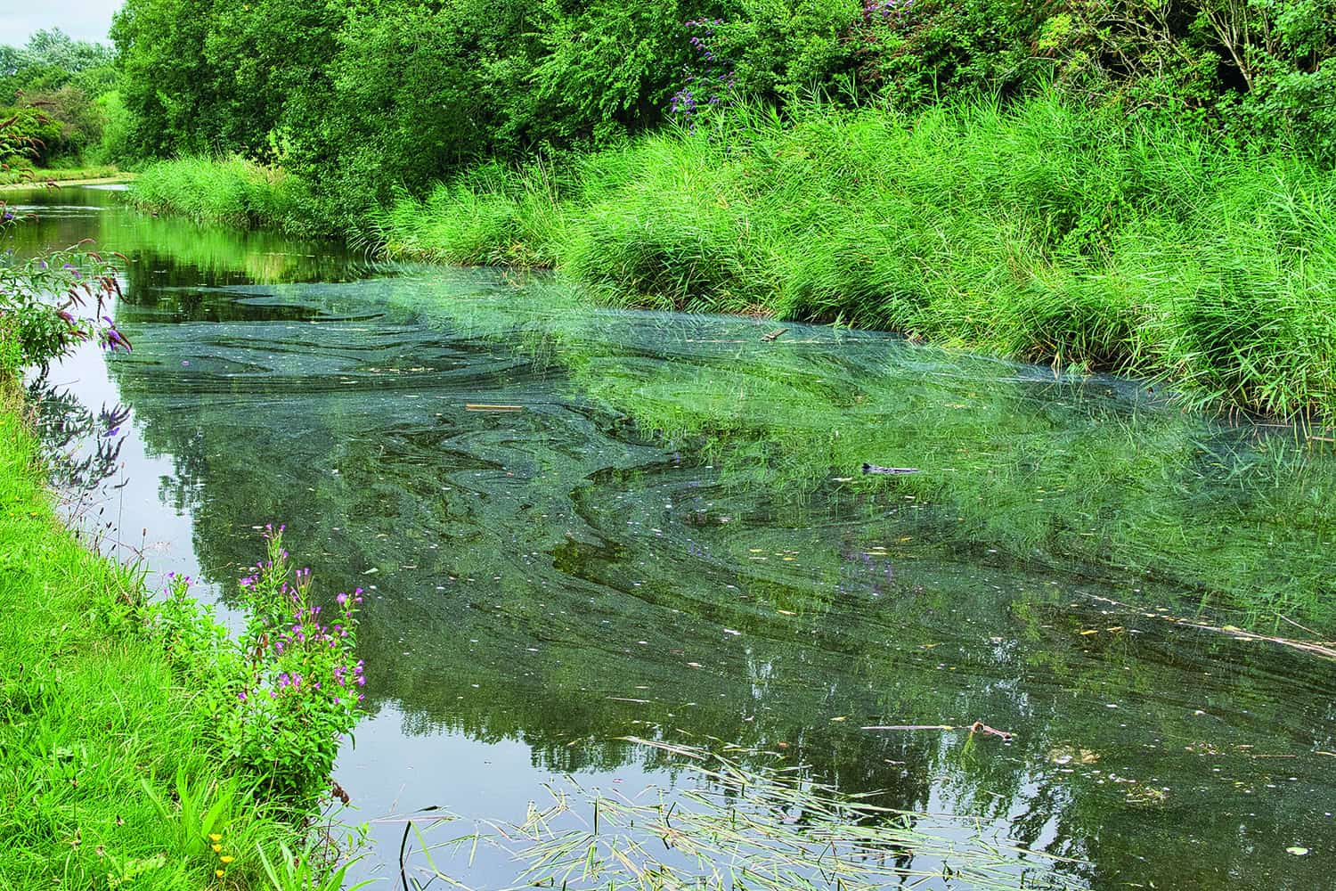 slightly oily-looking river between green banks and trees)