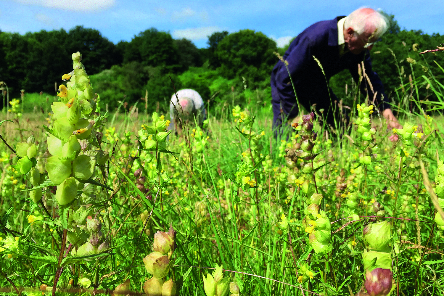 Meadow management at Seven Acres Local Nature Reserve, Bolton; copyright Lancashire Wildlife Trust; shows older volunteers working in flowering meadow