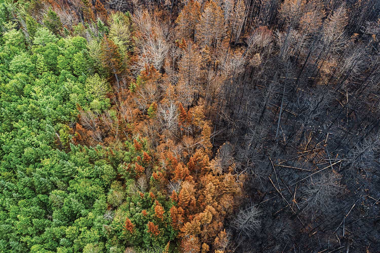 Aerial shot of a forest, with green healthy trees on the left hand side and burnt, dead trees on the right