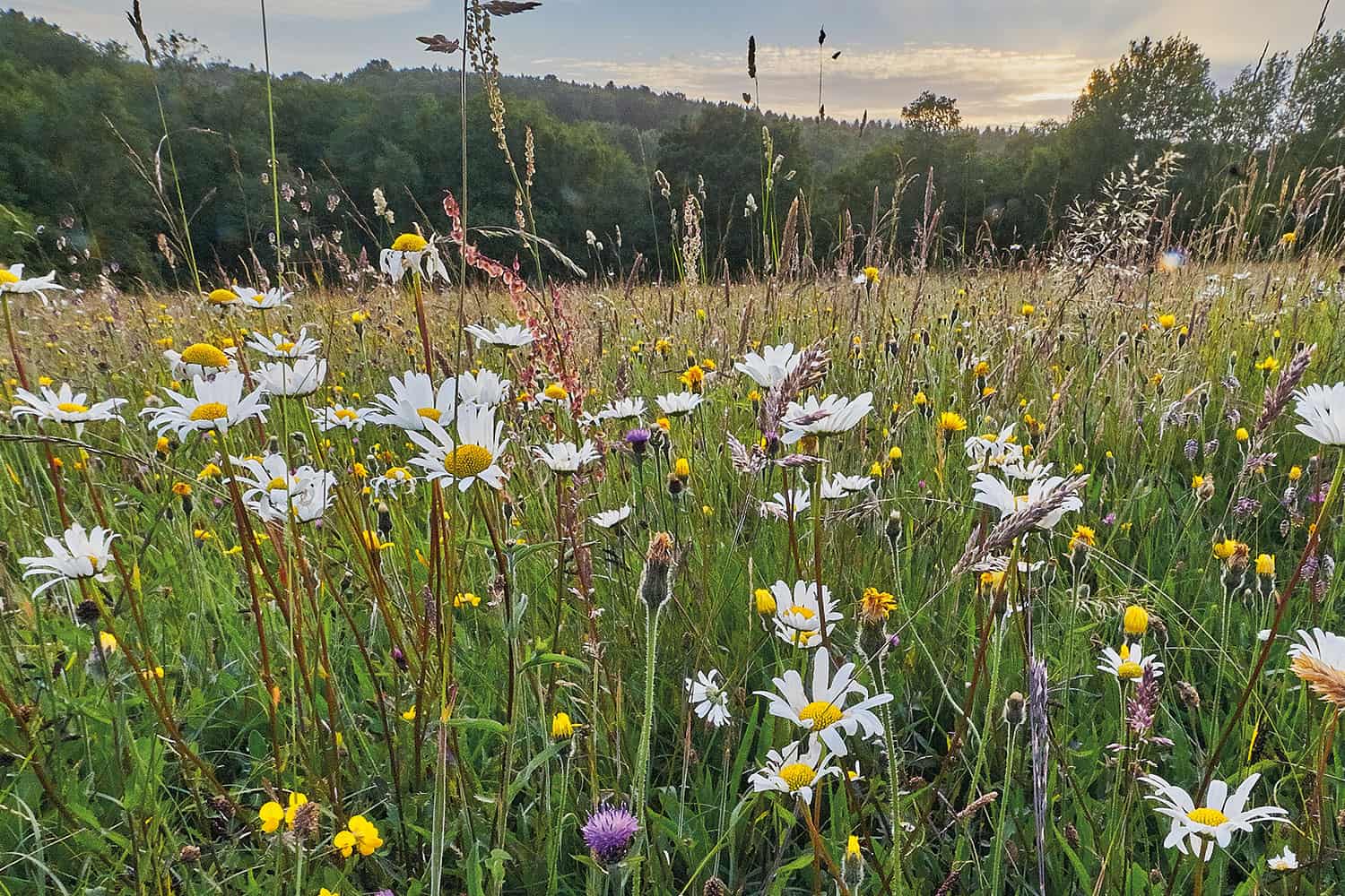 ground level looking through daisies and tall wild grass towards a line of green trees