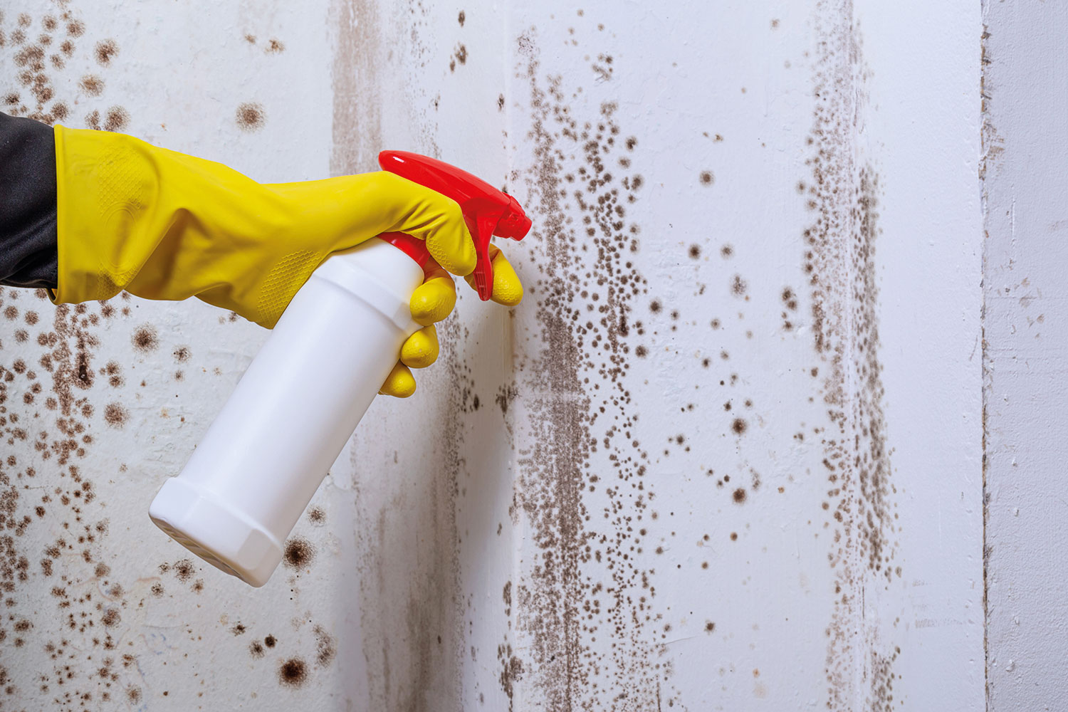 photo focused on hand in yellow rubber glove using a spray gun on mould on a wall