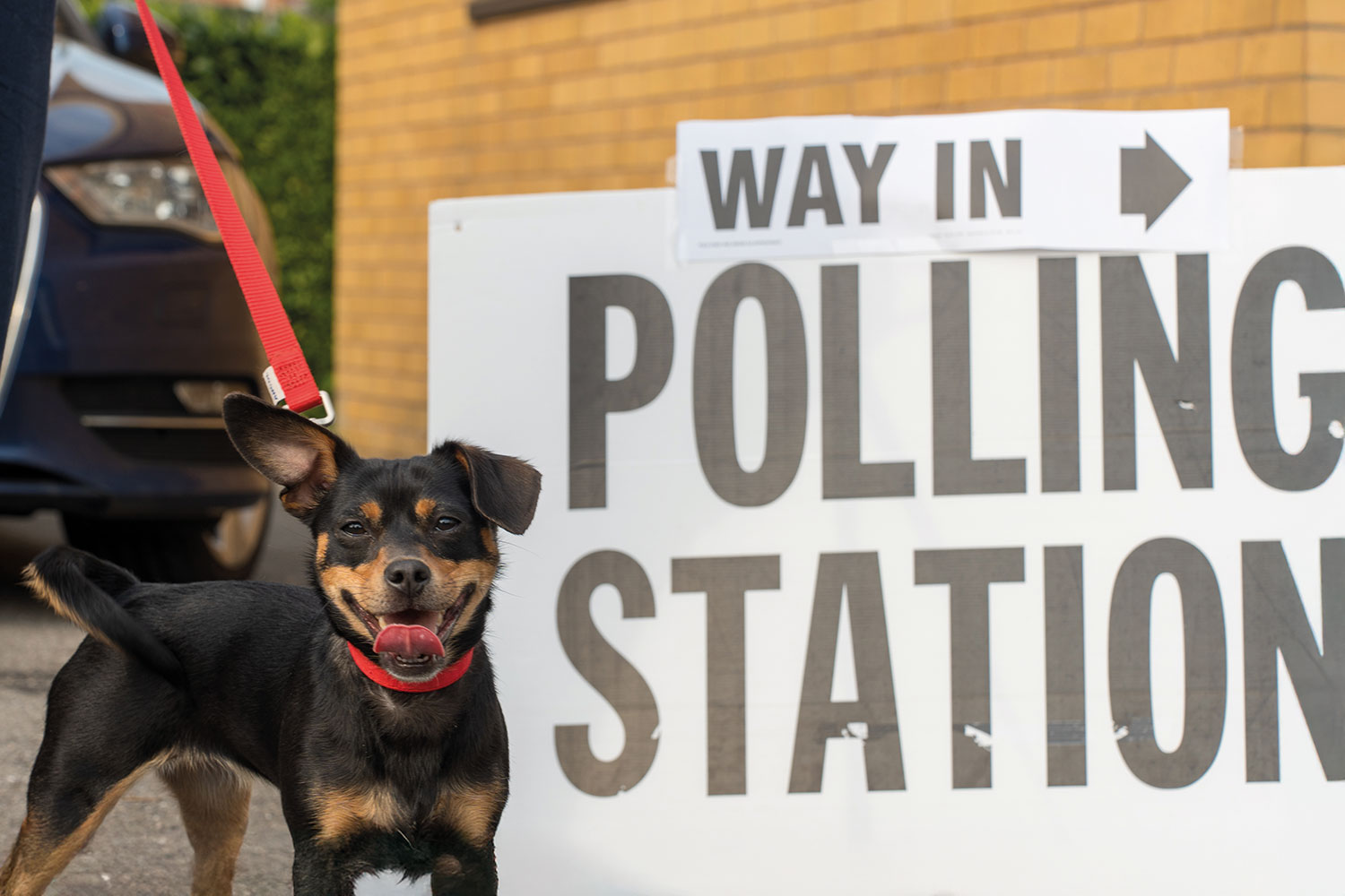 photo of excited black-and-tan dog on red lead beside big white sign on outside brick wall saying ‘Way in – Polling Station